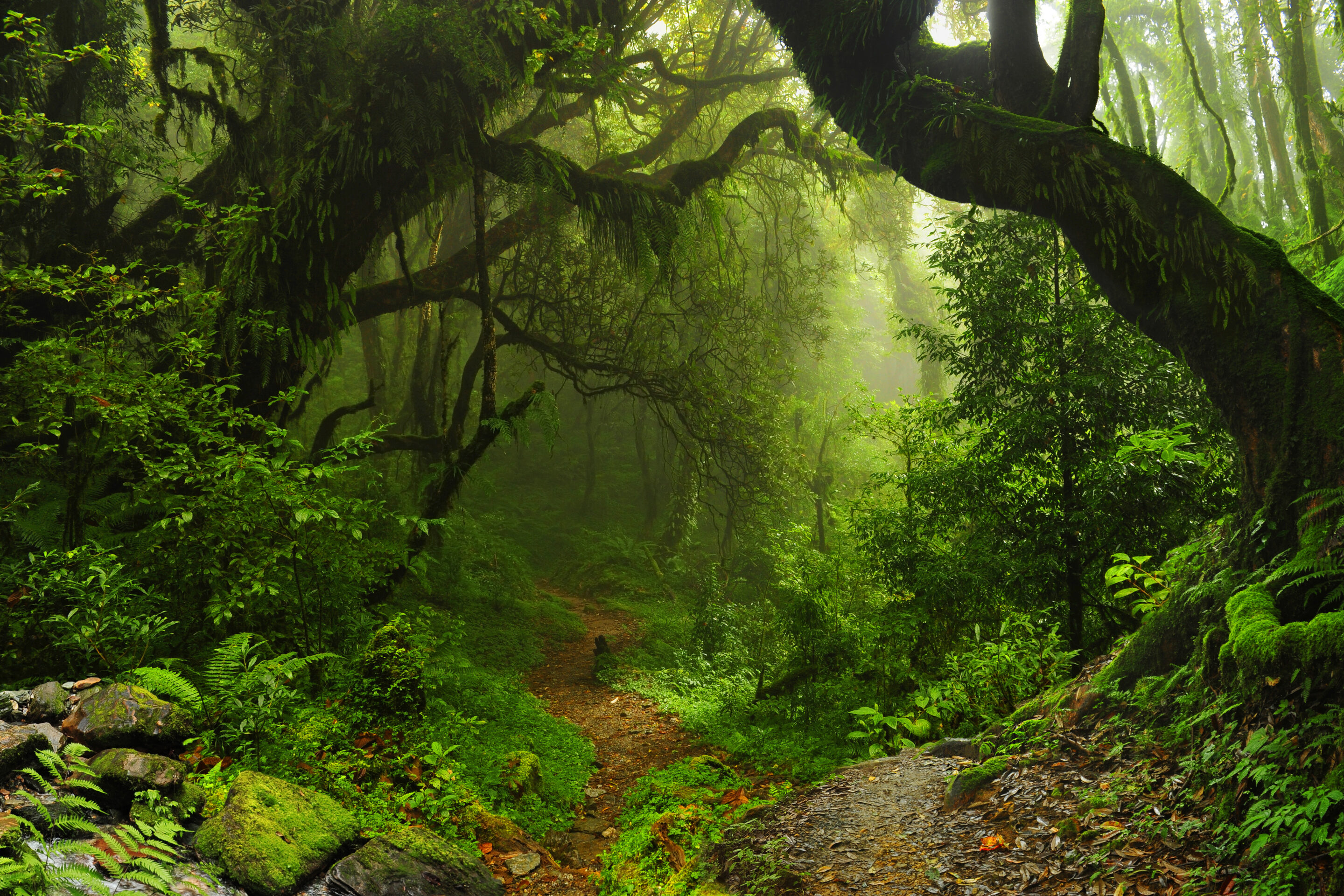 jungle
